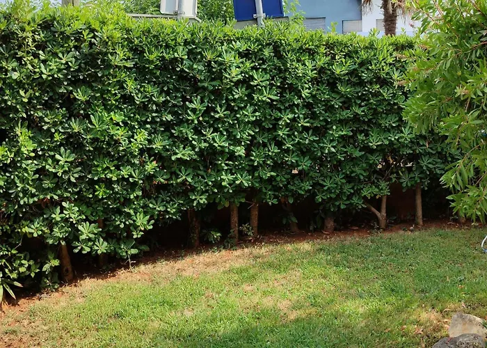 Dragas * マリンスカ